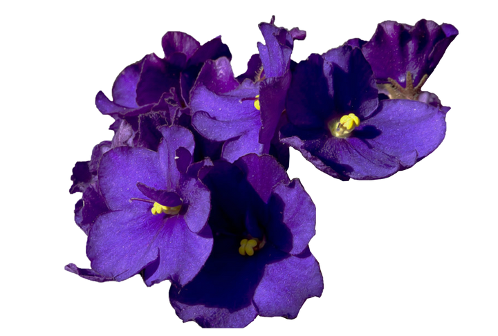 ΔΣΘ Accessories | Purple Violets - Simply Greek