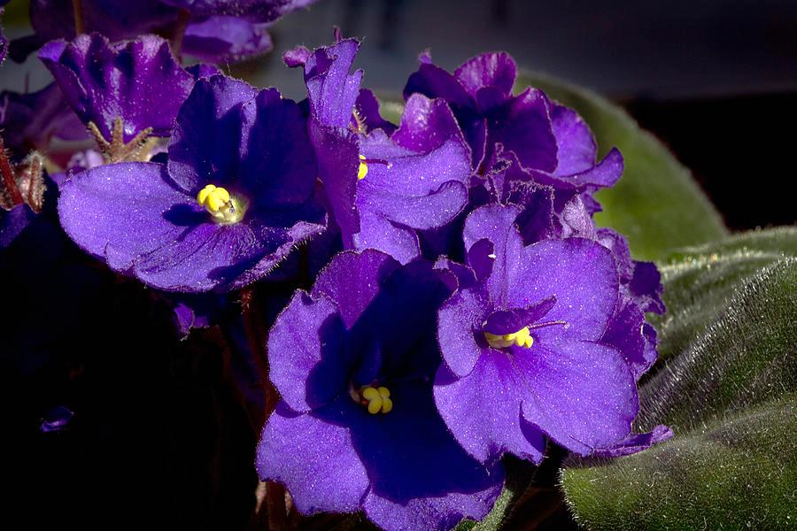 ΔΣΘ Accessories | Purple Violets - Simply Greek